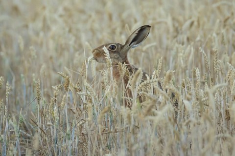 European brown hare (Lepus europaeus) adult animal feeding on a wheat sheath in a farmland field in