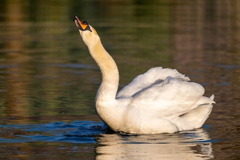 Mute swan (Cygnus olor) swimming on a lake, Bavaria, Germany