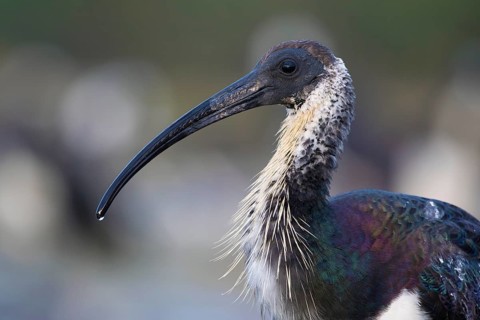 Straw-necked Ibis (Threskiornis spinicollis), Victoria, Australia