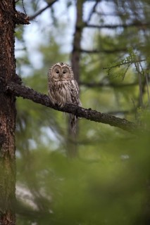 Ural Owl (Strix uralensis yenisseensis) perched in tree, Lake Khuvsgul, Mongolia