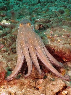 Common Octopus (Octopus vulgaris)
