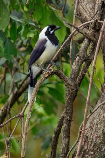 Cayenne Jay (Cyanocorax cayanus) perched on a branch in the grasslands of Guyana