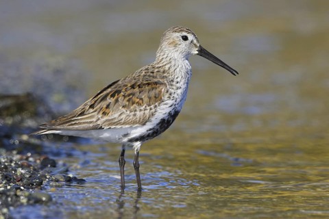 Dunlin (Calidris alpina), British Columbia, Canada