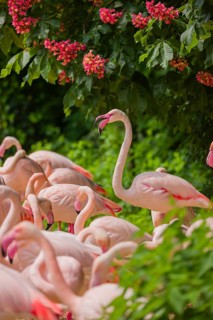 A colony of greater flamingo (Phoenicopterus roseus) stand under a blooming red horse-chestnuttree,