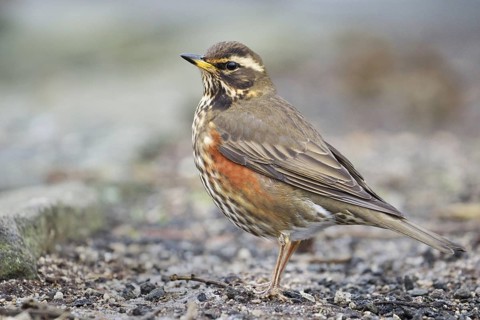 Redwing (Turdus iliacus), Iceland