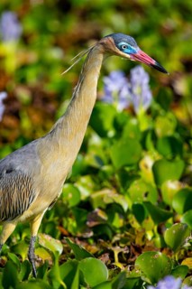 Whistling heron (Syrigma sibilatrix) Pantanal Brazil