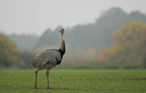 Greater Rhea (Rhea americana) foraging, Schleswig-Holstein, Germany