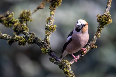 Hawfinch (Coccothraustes coccothraustes), Emsland, Lower Saxony, Germany