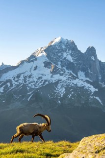 Alpine ibex (Capra ibex), adult male, in front of a mountain landscape in the morning light, behind