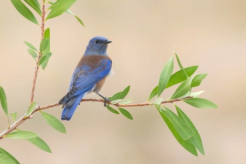 Western Bluebird (Sialia mexicana) male, California, USA