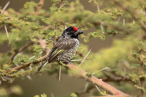 Banded Barbet (Lybius undatus leucogenys), Melka Ghebdu, Ethiopia