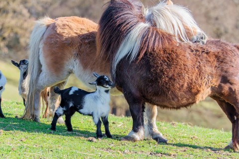 Two young pygmy goats (Capra hircus) are playing with the manes of two Falabella (Equus ferus