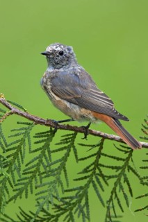 Common Redstart (Phoenicurus phoenicurus) juvenile, Berlin, Germany