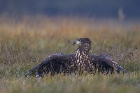 White-tailed Eagle (Haliaeetus albicilla) juvenile, Poland