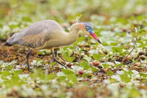 Whistling Heron (Syrigma sibilatrix) feeding in a marsh in the Pantanal of Brazil