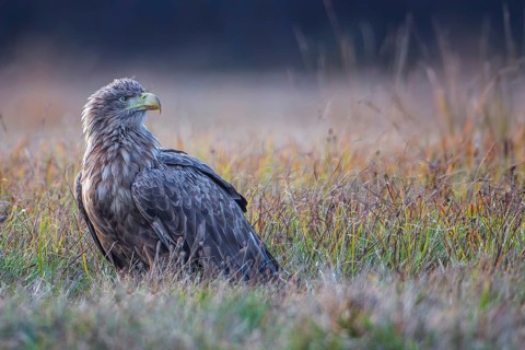 White-tailed Eagle (Haliaeetus albicilla) perched on the ground, Lodz, Poland