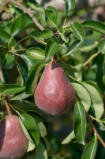 Pear (Pyrus communis 'Rote Williams Christ'),  Germany