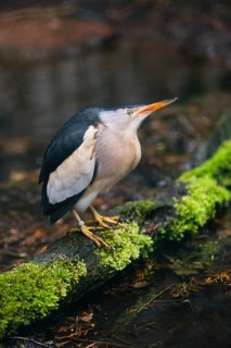 Little Bittern (Ixobrychus minutus), male adult bird, resting on a log, native to Europe, captive,