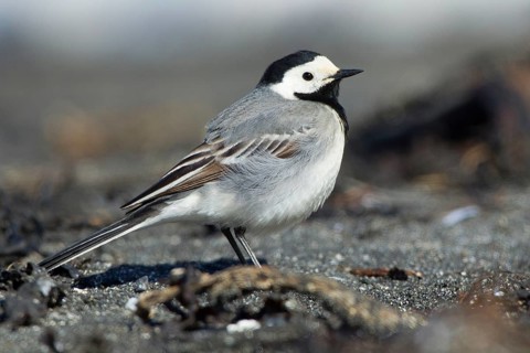 White Wagtail (Motacilla alba), Iceland