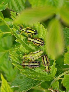 Green mountain grasshopper (Miramella alpina), Grasshopper, Green Mountain Grasshopper,