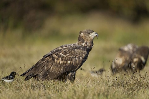 White-tailed Eagle (Haliaeetus albicilla) juvenile, Poland