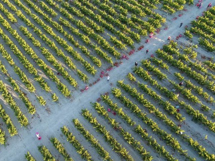 Vintage at the vineyard of the Bodega González Byass near the town of Jerez de la Frontera. Aerial