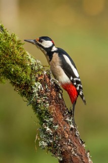 Great Spotted Woodpecker (Dendrocopos major), adult male on a tree, Castilla Leon, Spain