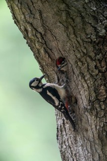 Great spotted woodpecker (Dendrocopos major) at the cave with young, Emsland, Lower Saxony, Germany