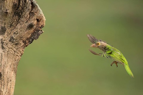 Lineated Barbet (Psilopogon lineatus) flying with food in beak, Chiang Mai, Thailand