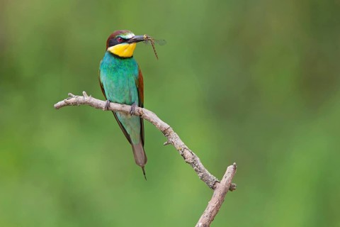 Bee-eater, (Merops apiaster), Animals, Birds, Raptor family, Perching station, Muselievo,