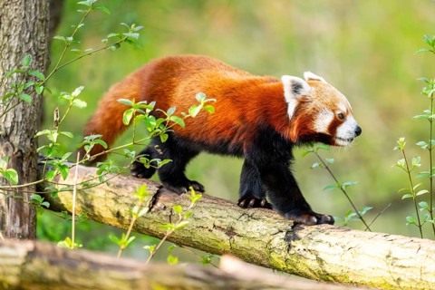 Red panda (Ailurus fulgens) walking on a tree, Germany