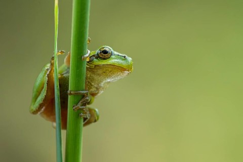 European tree frog (Hyla arborea), Zandvort, Netherlands