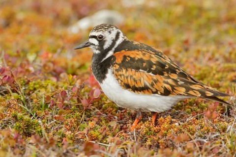 Ruddy Turnstone (Arenaria interpres) perched on the tundra in Nome, Alaska
