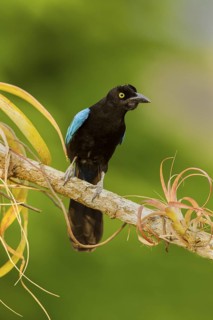 San Blas Jay Cyanocorax sanblasianus nelsoni El Tuito, Jalisco, Mexico 12 June Adult Corvidae