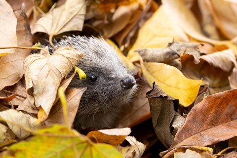 European hedgehog (Erinaceus europaeus) adult animal emerging from a pile of fallen autumn leaves