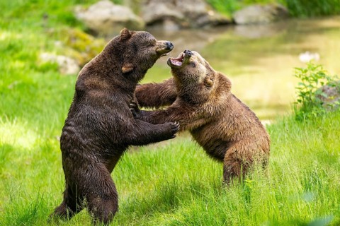 Eurasian brown bear (Ursus arctos arctos) playing with each other on a meadow, Bavarian Forest,