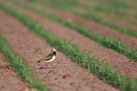 Northern Lapwing (Vanellus vanellus) female on a field, North Rhine-Westphalia, Germany