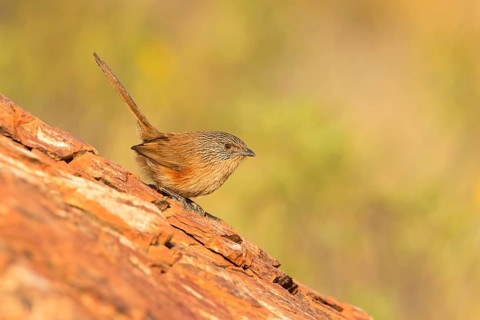 Dusky Grasswren (Amytornis purnelli) female, Northern Territory, Australia