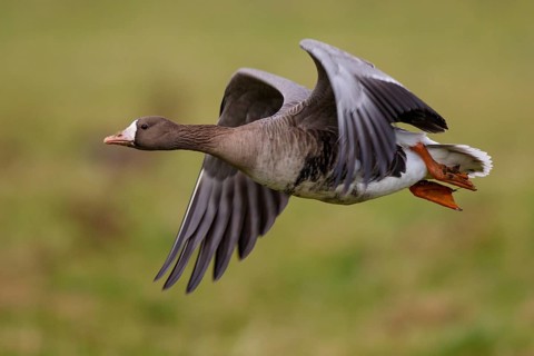 Greater White-fronted Goose (Anser albifrons) flying, North Rhine-Westphalia, Germany