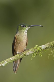 Fawn-breasted Brilliant (Heliodoxa rubinoides), Ecuador