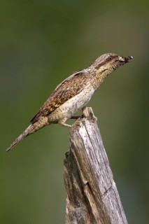 Eurasian Wryneck (Jynx torquilla), Navarra, Spain