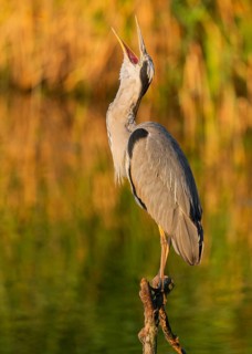 Grey heron (Ardea cinerea) standing on a dead branch by a lake, beak open, warm morning light,