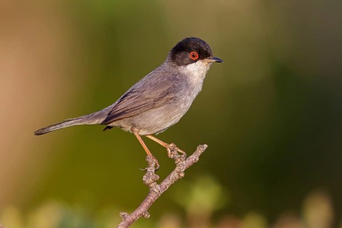 Velvet-headed warbler, (Sylvia melanocephala), warbler family, biotope, habitat, perch, foraging,