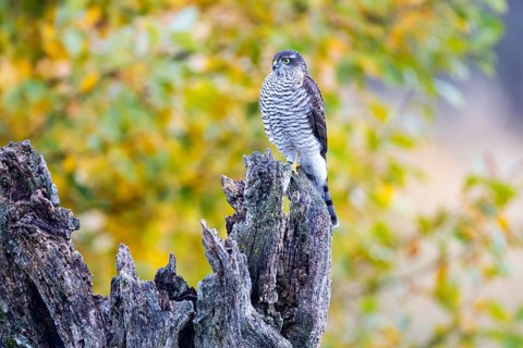 Sparrowhawk (Accipiter nisus) Germany