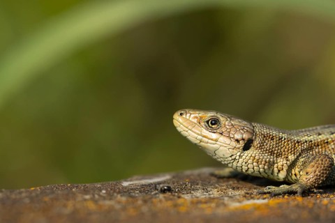 Common lizard (Zootoca vivipara) adult reptile animal resting on a wooden sleeper, England, United