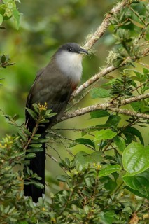 Chestnut-bellied Cuckoo (Coccyzus pluvialis) perched on a branch in Jamaica in the Caribbean