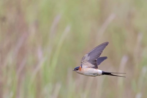 Rufous Swallow, (Cecropis rufula), Animals, Bird, Birds, Swallow, Swallow family, Lesbos, Greece