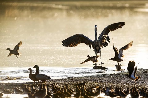 Grey Heron, Ardea cinerea, bird in winter on marshes in winter soft morning light