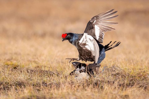 Black grouse (Lyrurus tetrix), black grouse courtship in Sweden, Fågelsjö, Gävleborgs län, Sweden
