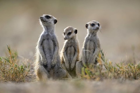 Meerkats or suricates (Suricata suricatta), Makgadikgadi Salt Pans, Makgadikgadi Pans National